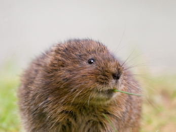 water vole riverbank 