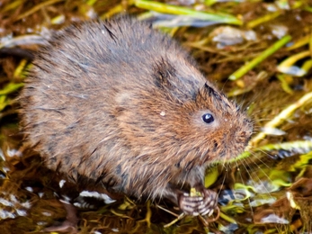 Water vole 