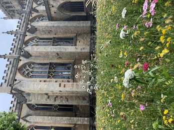 wildflower meadow Bristol