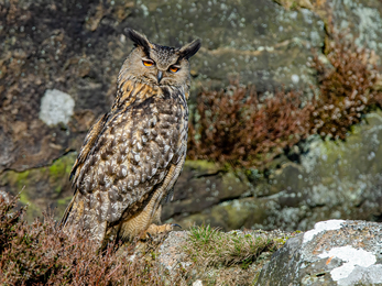 Eagle owl perching on rock