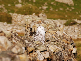Snowy owl perched among rocks