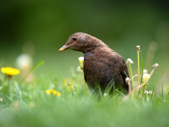 Blackbird029a_JonHawkins