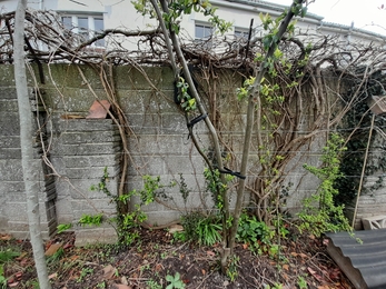 Hedge for birds Tom Wilmott