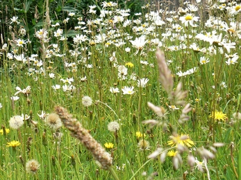 Meadow  Melanie Doherty