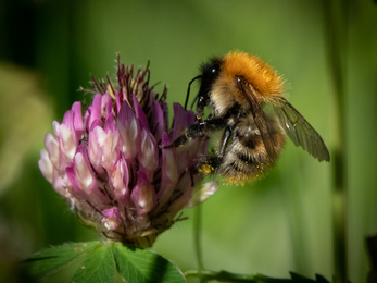 Common Carder Bee on Red Clover in Meadow Stephanie Chadwick