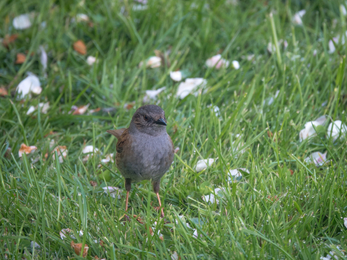 Dunnock Stephanie Chadwick