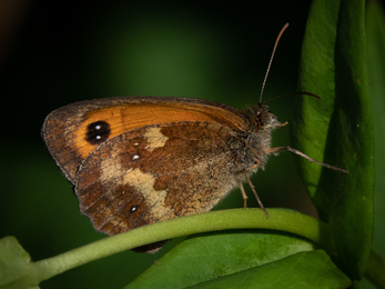 Gatekeeper Butterfly Stephanie Chadwick