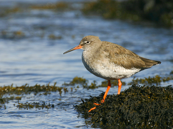 A redshank standing amongst seaweed on the edge of the water