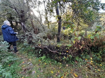 Thornbury Orchard Group dead hedge 