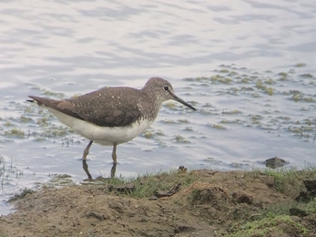 Green sandpiper