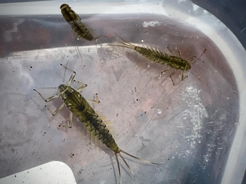 Baetis nymphs mayfly Coombe Dingle