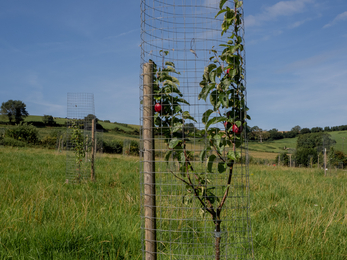 Corston Community Orchard