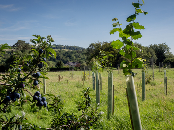 Corston Community Orchard