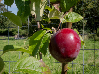 Corston Community Orchard