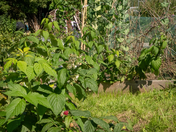 Wildlife friendly allotment plot in Bath