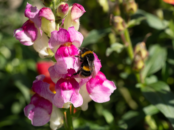 Wildlife friendly allotment plot in Bath