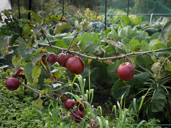 Bath Organic Group garden