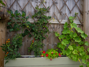 Wildlife friendly food growing garden