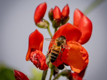  Wildlife friendly food growing garden