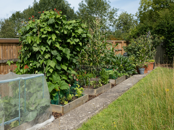 Food growing garden in Bath