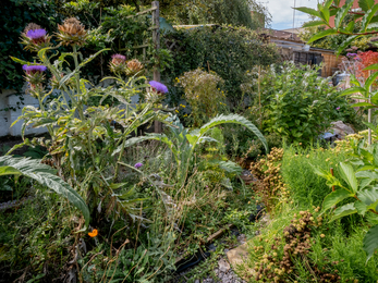 Individual wildlife garden in  BS16