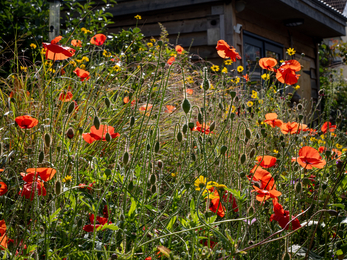 Individual wildlife garden in BS9 poppies wildflowers