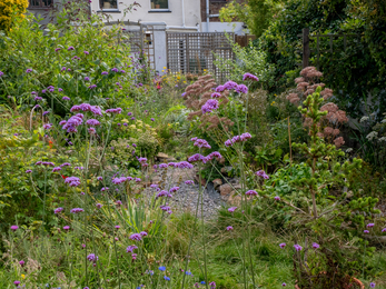 Individual wildlife garden in BS16