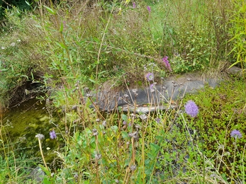 Thornbury Community Permaculture Project wildlife pond