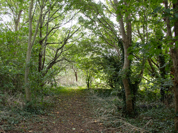 Woodlands Academy outdoors trees