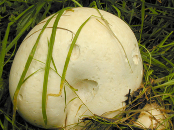 A giant puffball growing in a patch of grass. It's a football-shaped fungus with pockmarked, off-white skin