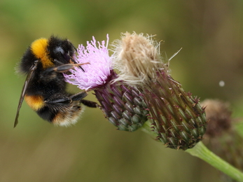 Buff-tailed bumblebee