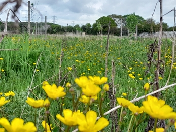 Frome Valley Growing Project