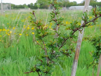 Frome Valley Growing Project hedge growing