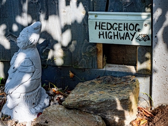 Individual Dorothy Smith Hedgehog Highway
