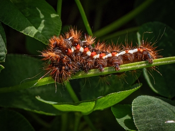 Individual Dorothy Smith moth caterpillar
