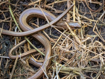 Individual Dorothy Smith slow worm