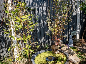 Individual garden barrel pond