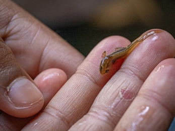 School Stoke Bishop Juvenile Newt