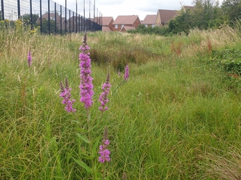 Lockleaze sports centre grounds