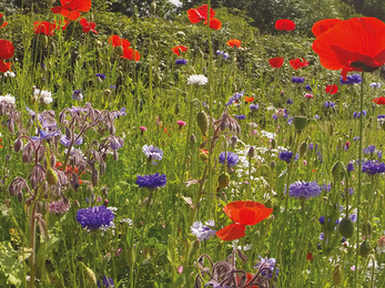 Redland Meadow