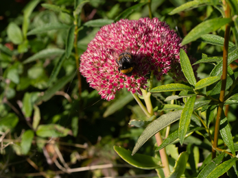 Stoke Bishop primary school bee