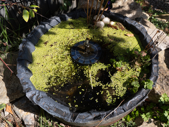 Mini pond in garden