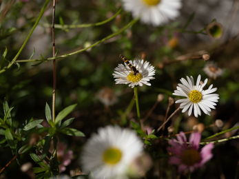 Daisies and wildflowers in Bristol garden