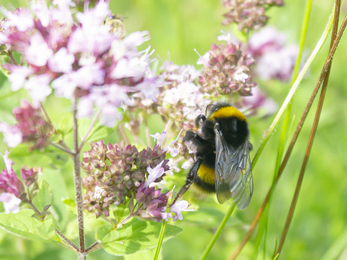 An image of a bee on marjoram