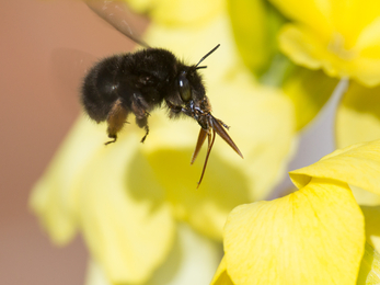A female hairy-footed flower bee by a flower