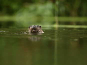 Otter in river