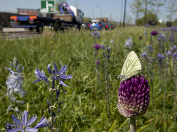 A butterfly on clover beside a busy road