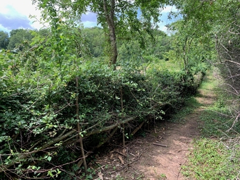 Hedgerow at Grow Wilder