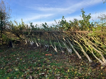Hedgelaying Midland style