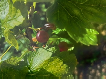 Jostaberry picture of green leaves and dark red berries